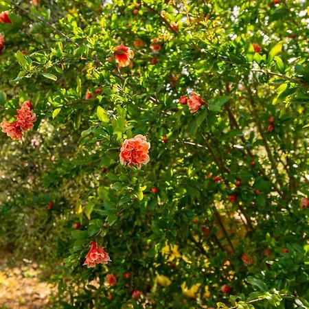 Marcelli Mare Nel Conero Numana